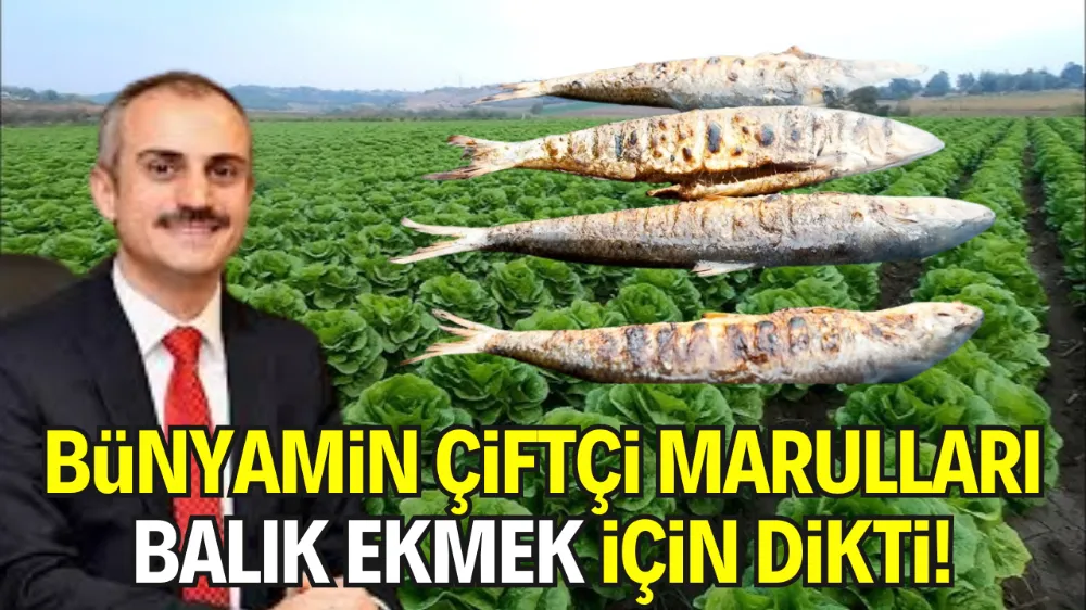 BÜNYAMİN ÇİFTÇİ MARULLARI BALIK EKMEK İÇİN DİKTİ