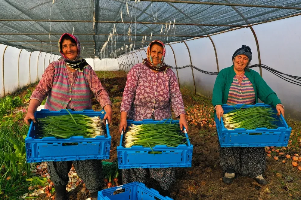 Büyükşehir’den yüzde 50 hibeli sera desteği